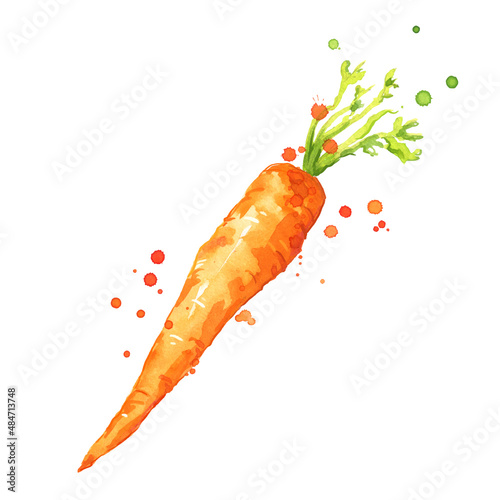 Sweet fresh carrot watercolor illustration