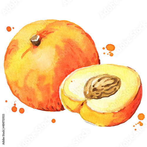Sweet juicy peach watercolor illustration
