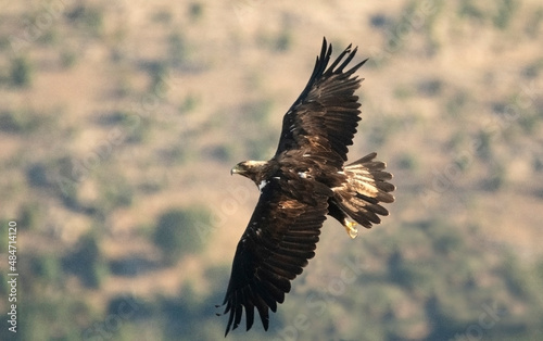 Adult imperial eagle on the mountain