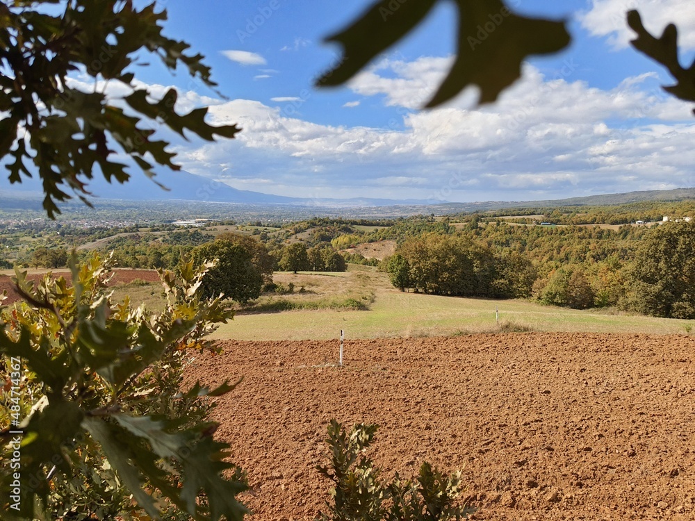 Obraz premium tree in the field