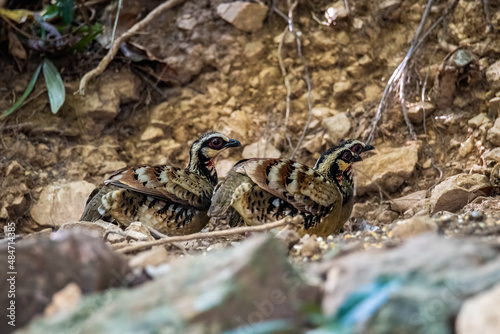 green-legged partridge or scaly-breasted Partridge