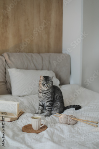 cute scottish straight grey tabby cat sitting on bed in soft morning light at home. Book and cup of lemon tea on the warm soft bed. Scandinavian style, hygge concept.