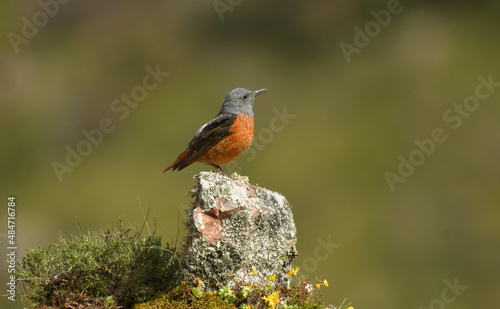 Roquero rojo en la sierra abulense (Avila) España, en primavera