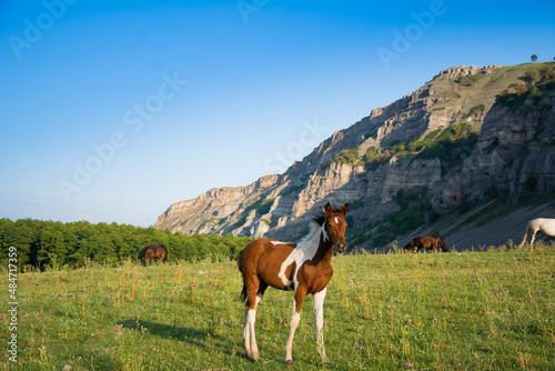 beautiful horses against the backdrop of mountains