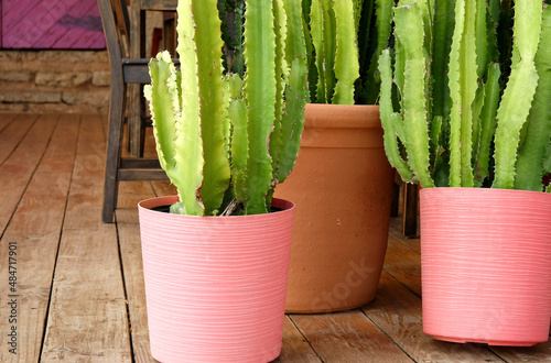 Potted flowers on the summer veranda of the restaurant. Close-up. Selective focus