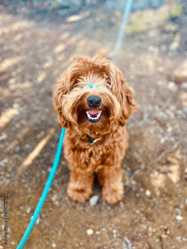 walk dog