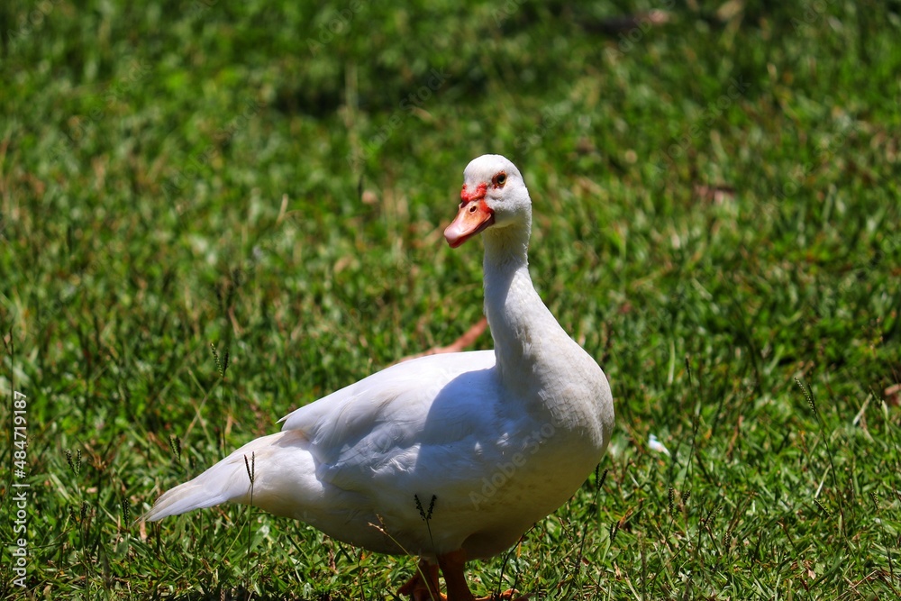 A beautiful duck walking across the lawn. A beautiful duck walking across the lawn.