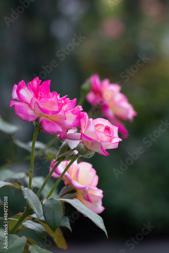 Pink roses in the morning garden, Valentines background, natures beauty concept