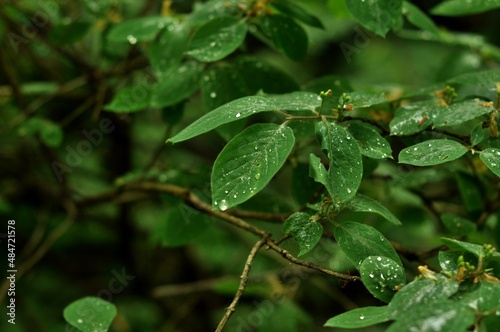 Wallpaper Mural Nature is the world around us, not created by man. That which is primary, which appeared long before man. The natural habitat of man. Forests, mountains, seas, oceans, flora, fauna, and man himself. Torontodigital.ca