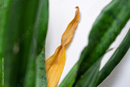 Yellowed leaf of a snake plant between green leaves. Overflow of sansevieria. Rotting of the roots of a house plant.