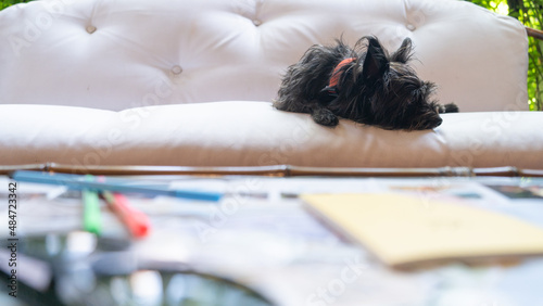 perro negro chiquito, en el interior de un hotel en Cartagena e el centro histórico de Cartagena en Colombia, hotel petfriendly, mascota, petfriendly 