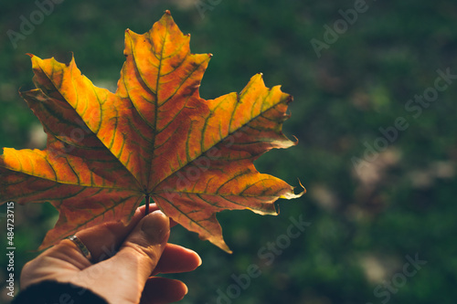 Hand holding red yellow maple leaf on dark background  copy space