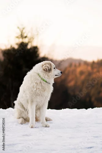 Fototapeta biały pies w górach