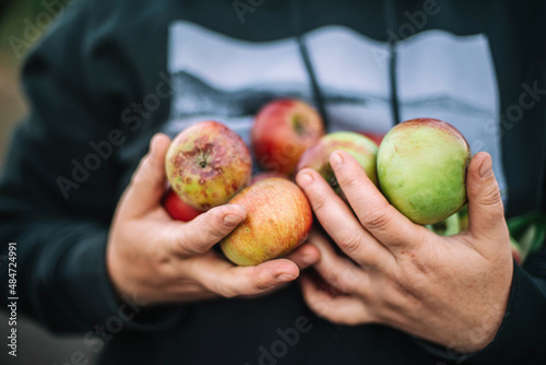 Woman Holding apples From Her Garden