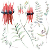 Watercolor australian flowers set in vintage style.