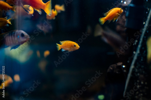 Goldfish swimming inside a fish tank