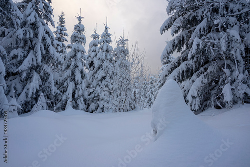 A magnificent mountain forest landscape with snow-covered trees. Tatra National Park. Poland.
