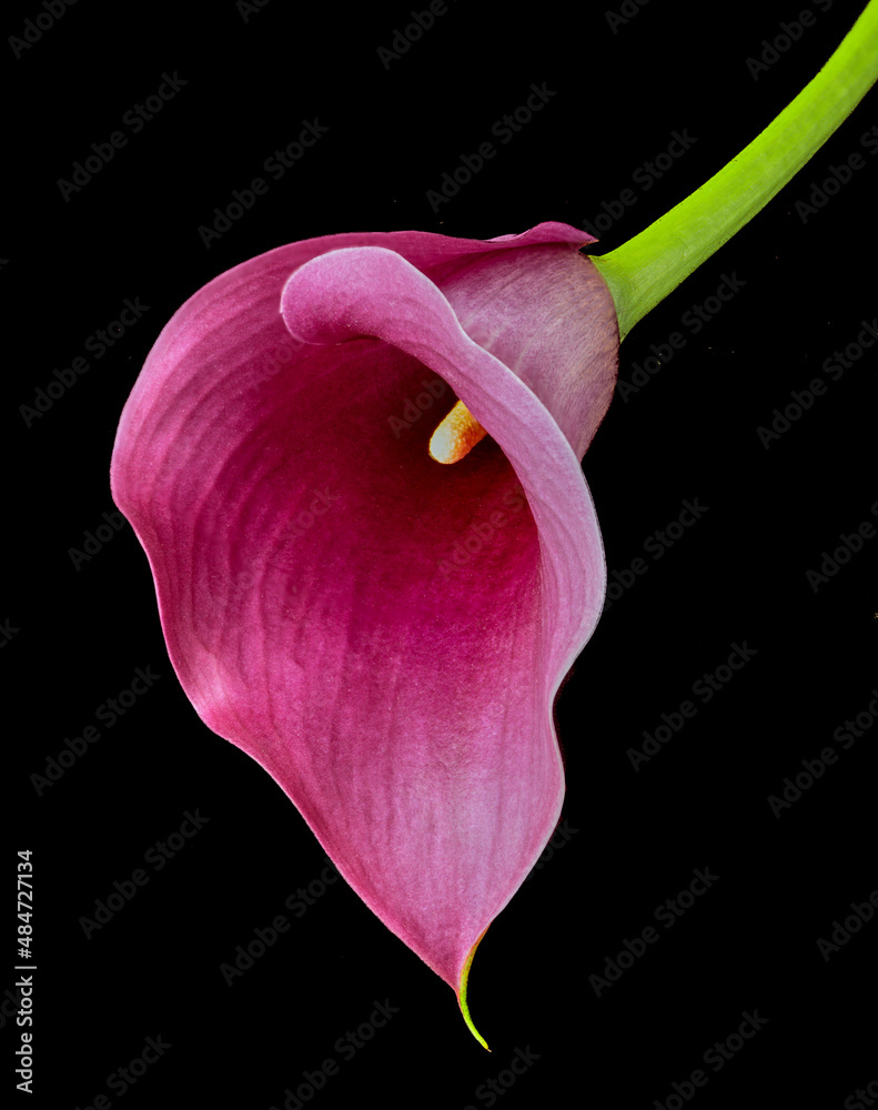 calla zantedeschia flower growing on black background