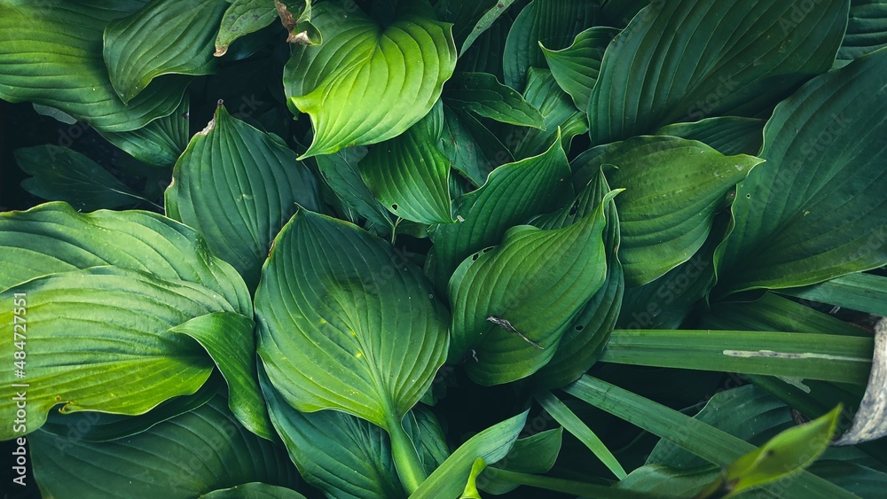 Green plants Green plants