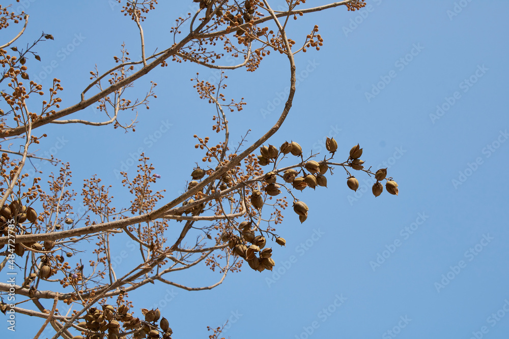 Paulownia tomentosa branch close up
Paulownia tomentosa branch close up