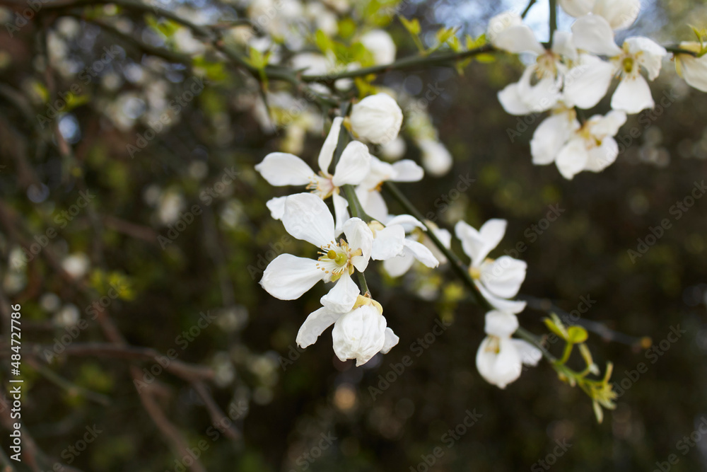 Fototapeta premium Poncirus trifoliata shrub in bloom