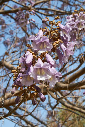 Paulownia tomentosa