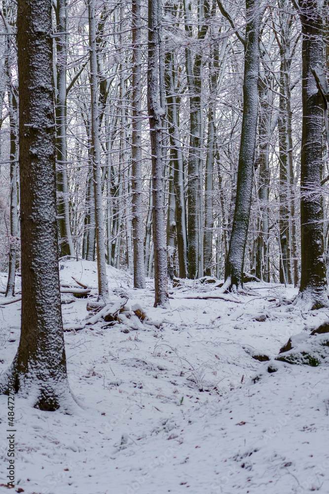 Winterwald in der Oberlausitz
