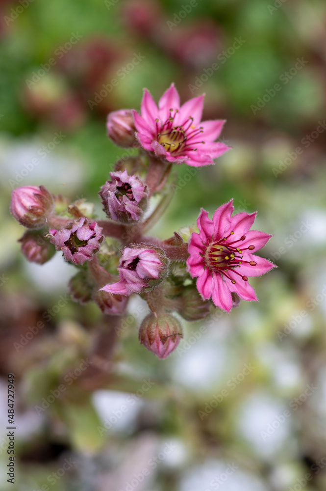 Sempervivum arachnoideum pink flowering cobweb house leek plants, small tiny petal flowers in bloom in the garden Sempervivum arachnoideum pink flowering cobweb house leek plants, small tiny petal flowers in bloom in the garden