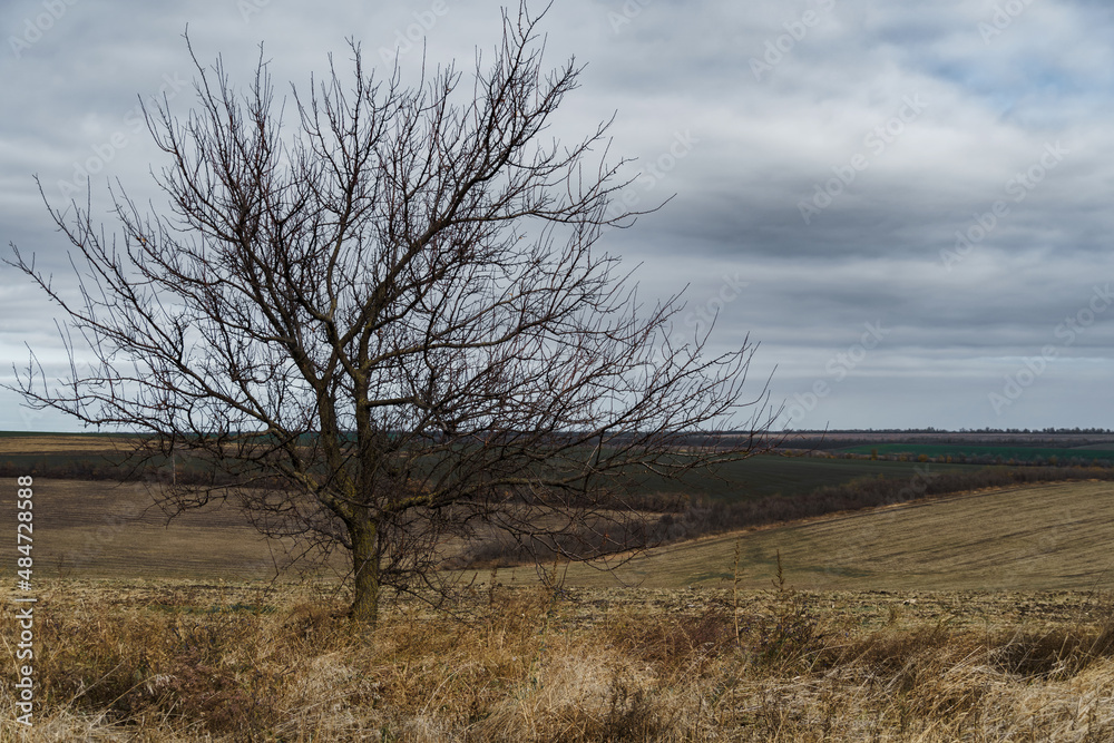 dramatic landscape, late autumn, bare tree branches and agricultural field with dry wheat, cloudy weather with a stormy sky dramatic landscape, late autumn, bare tree branches and agricultural field with dry wheat, cloudy weather with a stormy sky