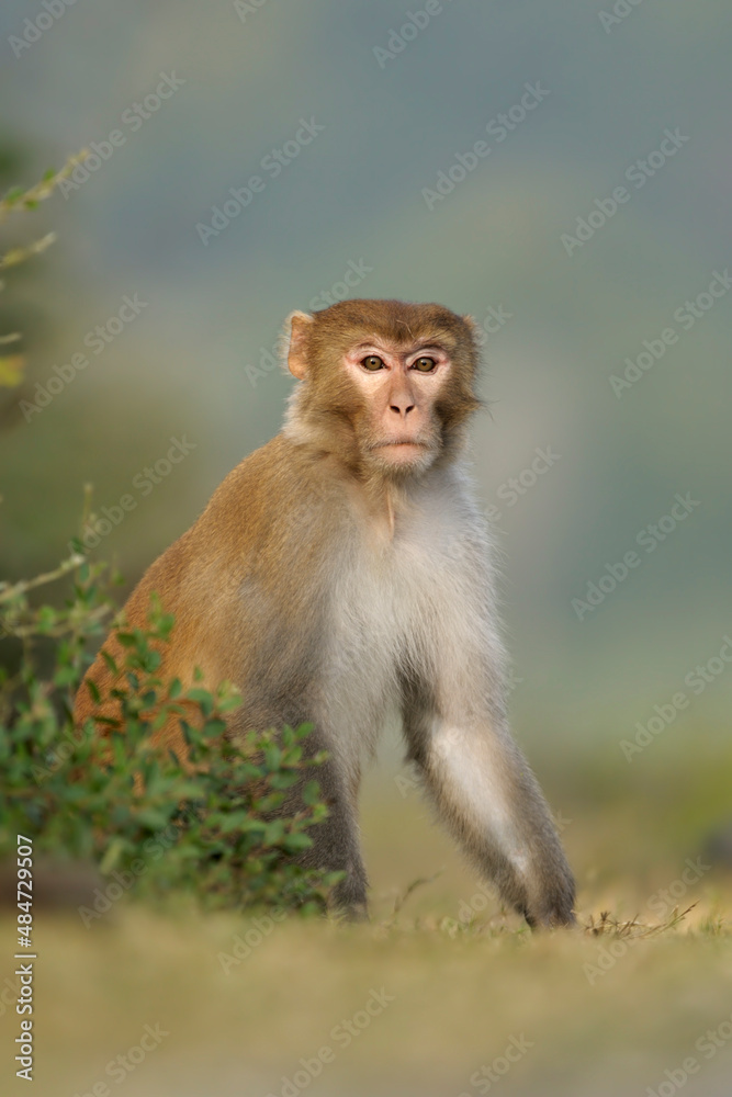 Obraz premium Rhesusaffe Macaca mulatta