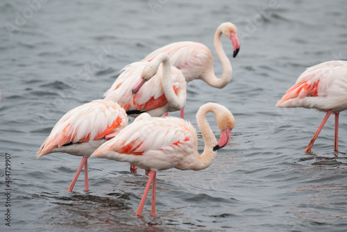Pink flamingo bird stands in the water. Exotic animal in the wild in the sea.