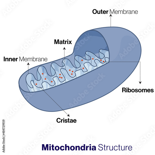 Cross-section of labeled mitochondria organelle.