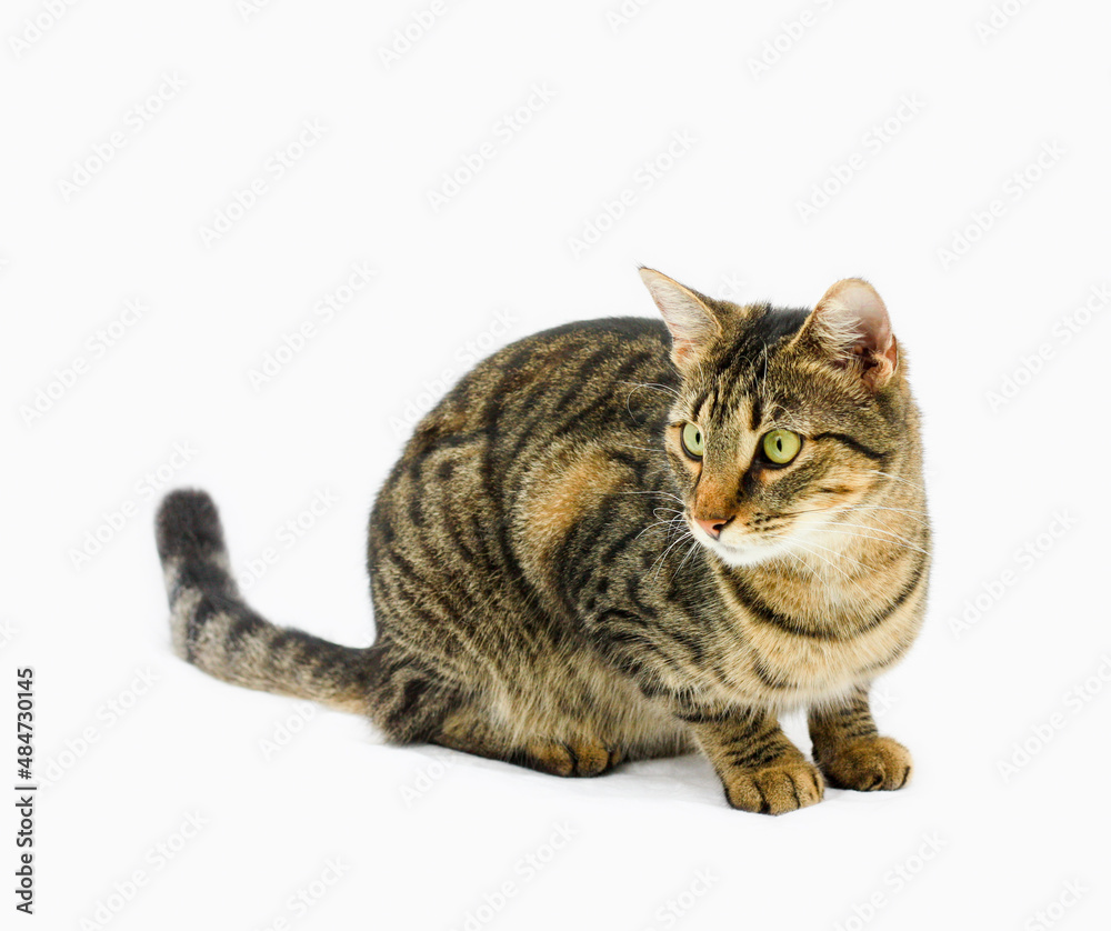 Brown tabby cat, green eyes, a portrait, sitting, isolated on white background, looking to the side