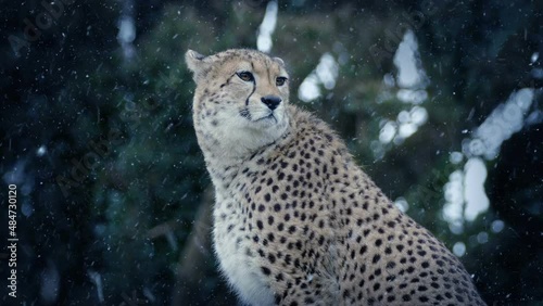 Cheetah Looking Around In Snowfall photo