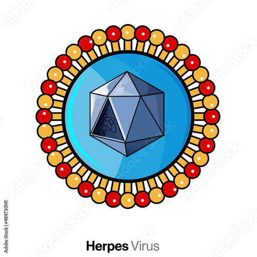 Herpes Virus Structure, Detailed Vector Illustration of Viral Anatomy and Protein Components on White Background for Medical Education and Research.