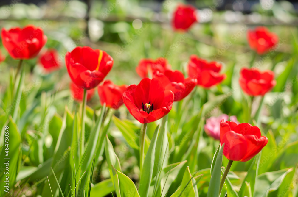 Abundance of red tulips in the meadow.