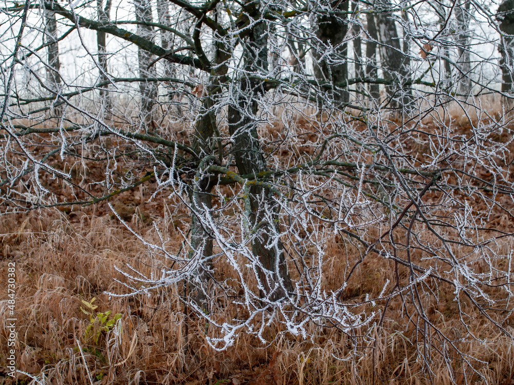 first frosts in central Russia first frosts in central Russia