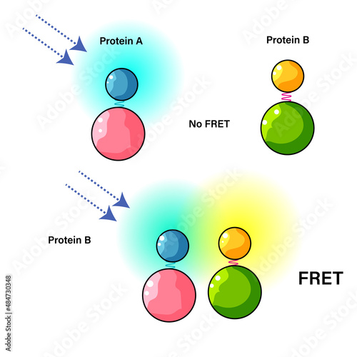 Fluorescence Resonance Energy Transfer, FRET Biophysical Technique, Detailed Vector Illustration on White Background for Molecular Biology and Biophysics Education