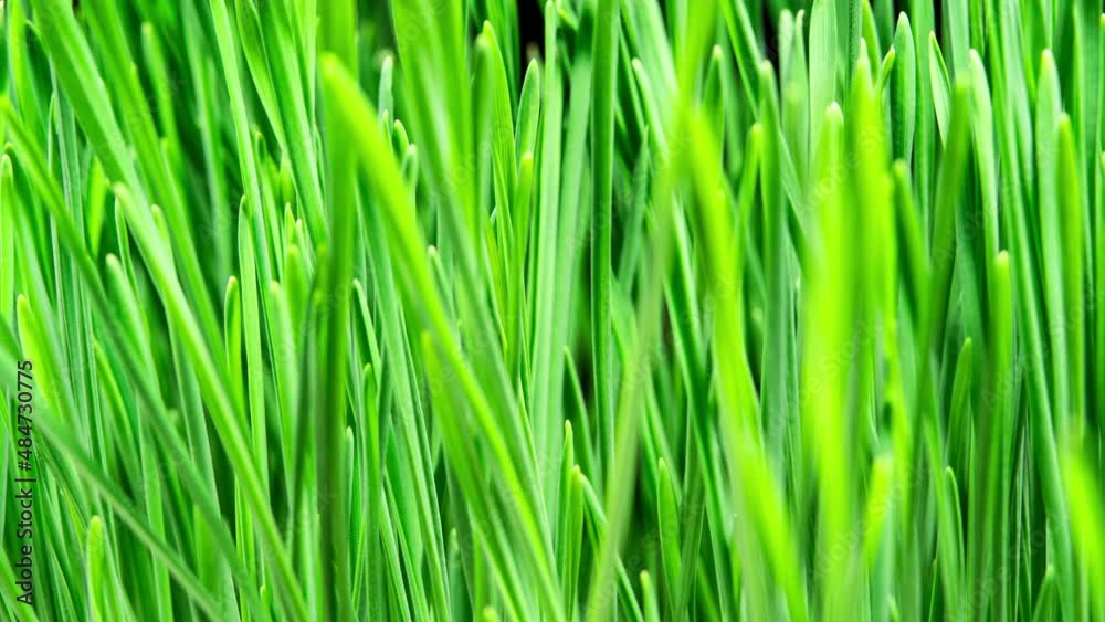 Wheat Sprouts Grow Fast in Time Lapse on a Black Background. Microgreens Seedling Leaves Growing. Wheatgrass For Healthy Eating and Dieting. Germination of Cereal Crop Wheat Sprouts Grow Fast in Time Lapse on a Black Background. Microgreens Seedling Leaves Growing. Wheatgrass For Healthy Eating and Dieting. Germination of Cereal Crop