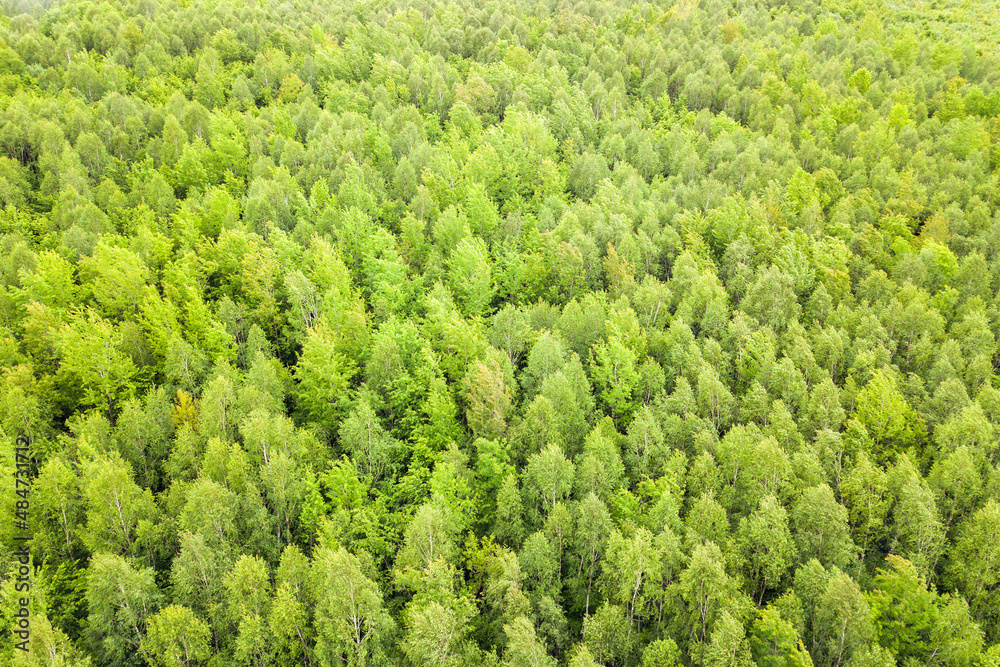 Aerial view of green pine forest with canopies of spruce trees in summer mountains Aerial view of green pine forest with canopies of spruce trees in summer mountains