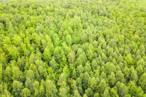 Aerial view of green pine forest with canopies of spruce trees in summer mountains