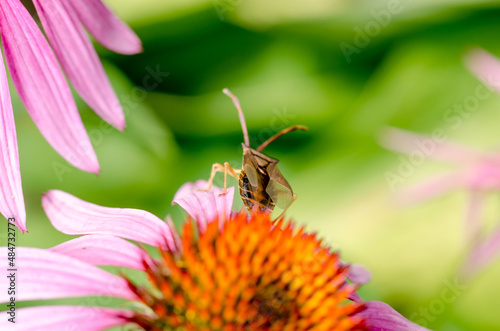 Bed bug crawling on echinacea flower.