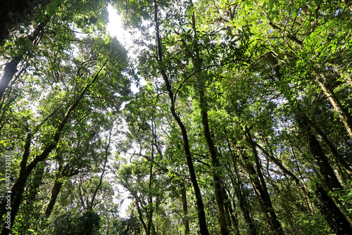 Green forest in abundance in Thailand