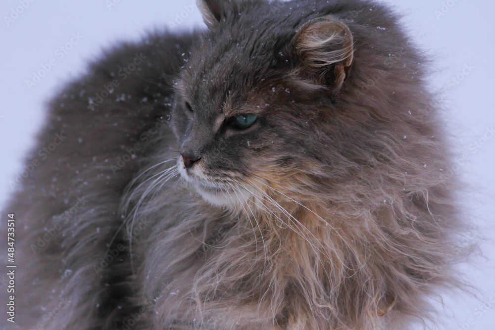 Fluffy brown cat with a serious look and snowflakes on his mustache during a winter walk.