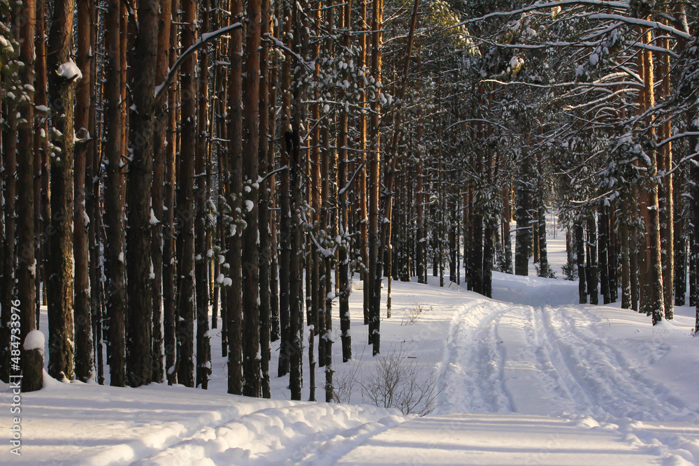 The trail in the winter pine forest goes into the distance.