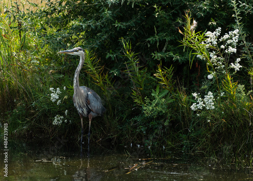 Blue Heron