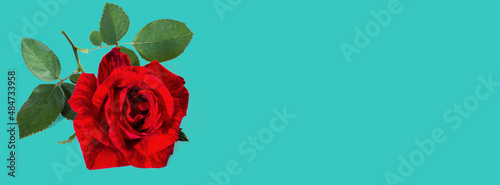 Banner beautiful red rose on a green background.