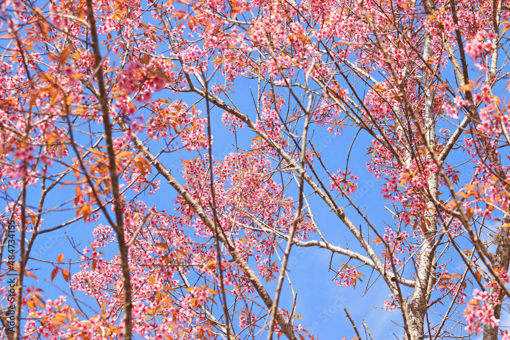 Phaya Suea Krong flower in the north of Thailand