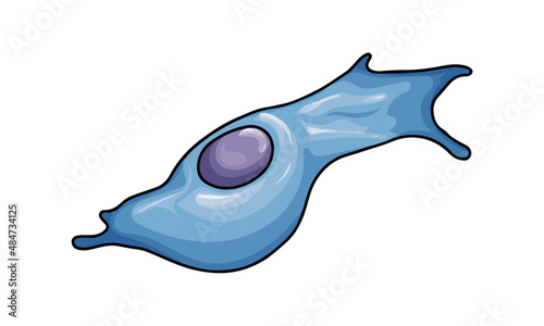 Fibroblast cell vector illustration in white background 
