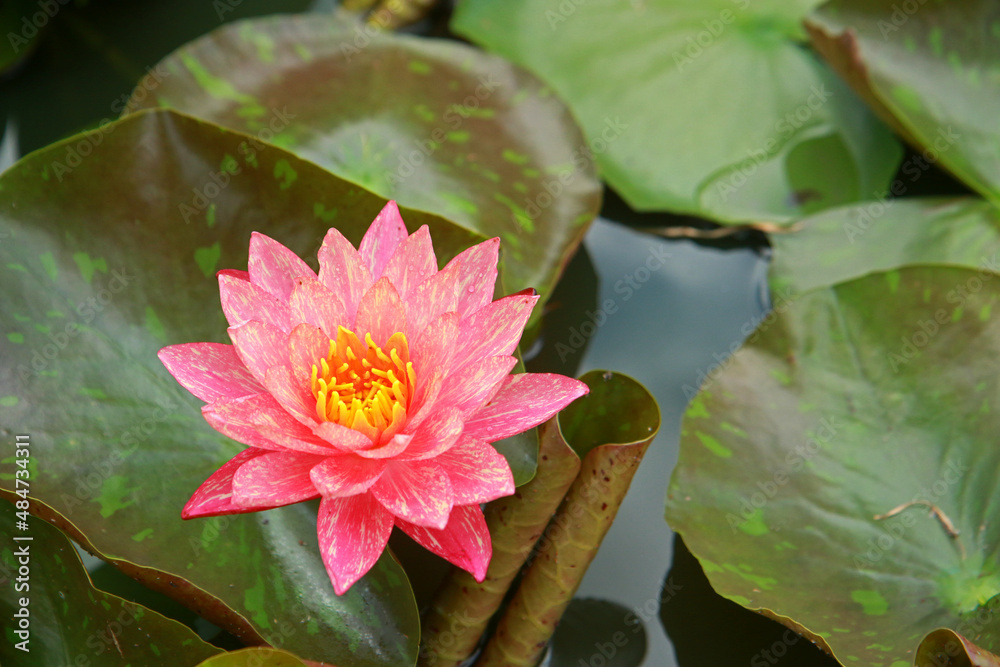 Beautiful lotus flowers on the water in the garden Beautiful lotus flowers on the water in the garden